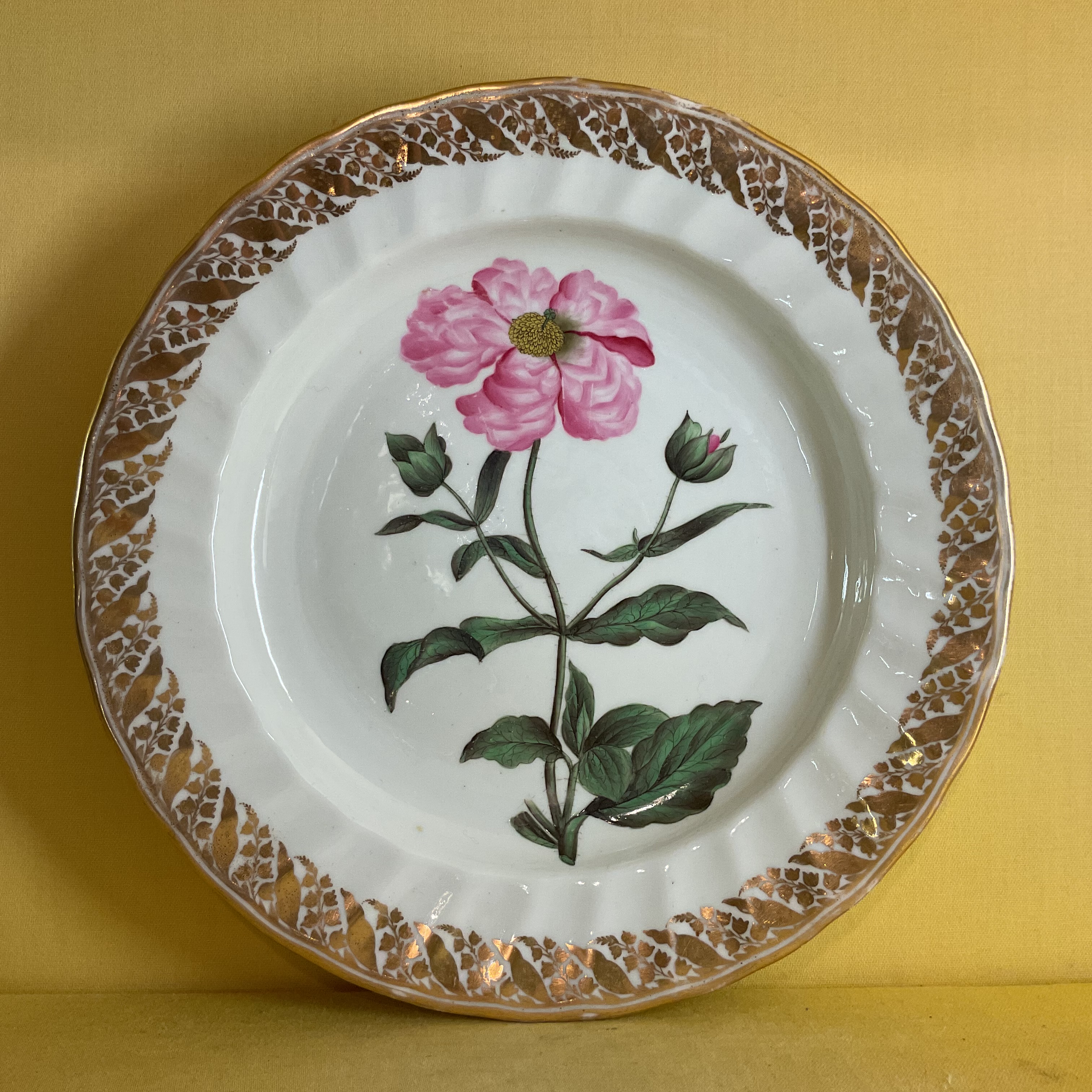 A Derby botanical plate 