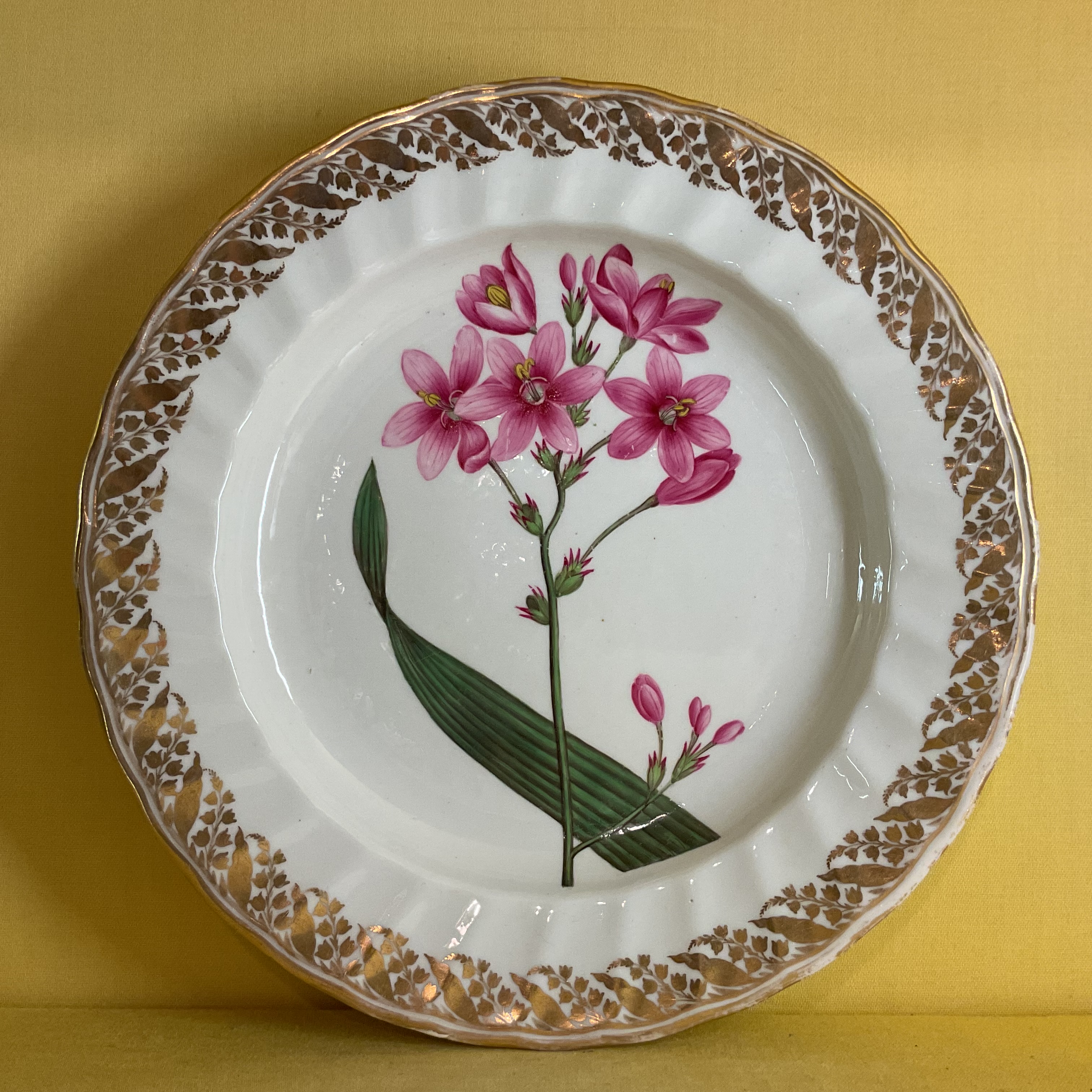 A Derby botanical plate 