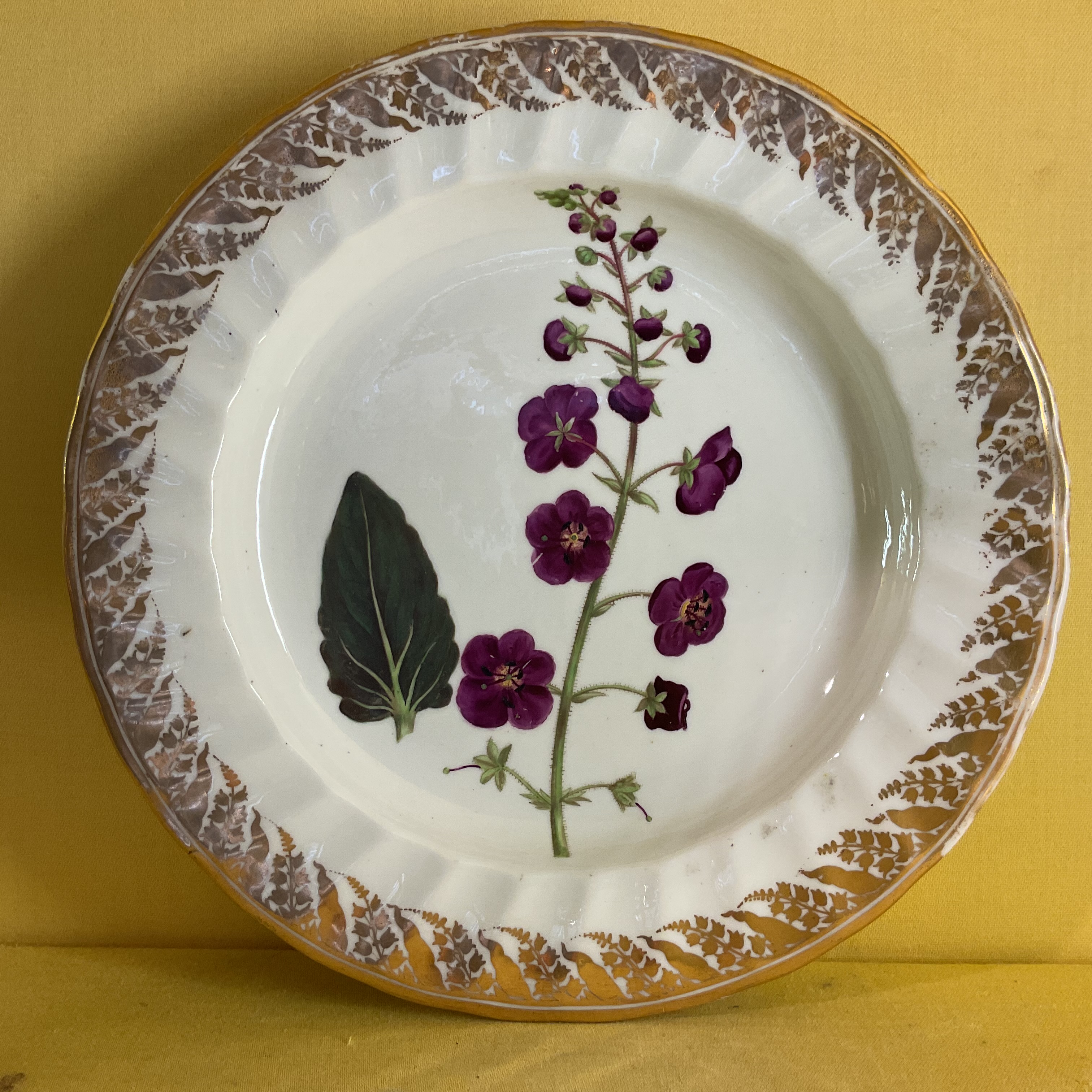 A Derby botanical plate 